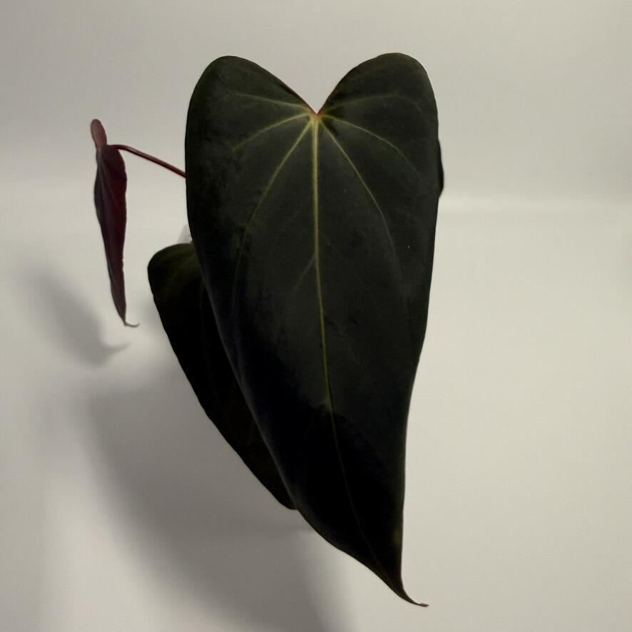 Plant for sale
