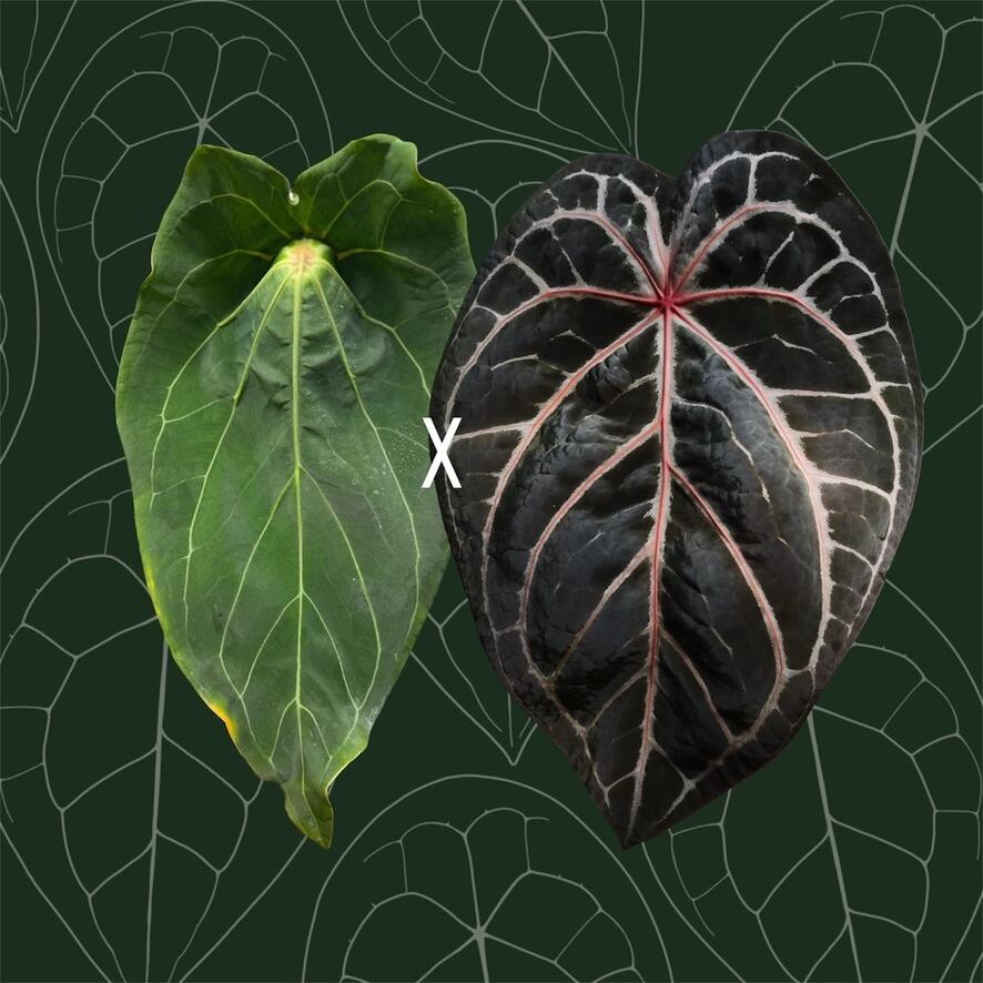 Parent plants