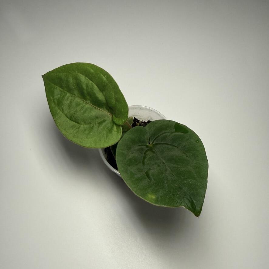 Plant B