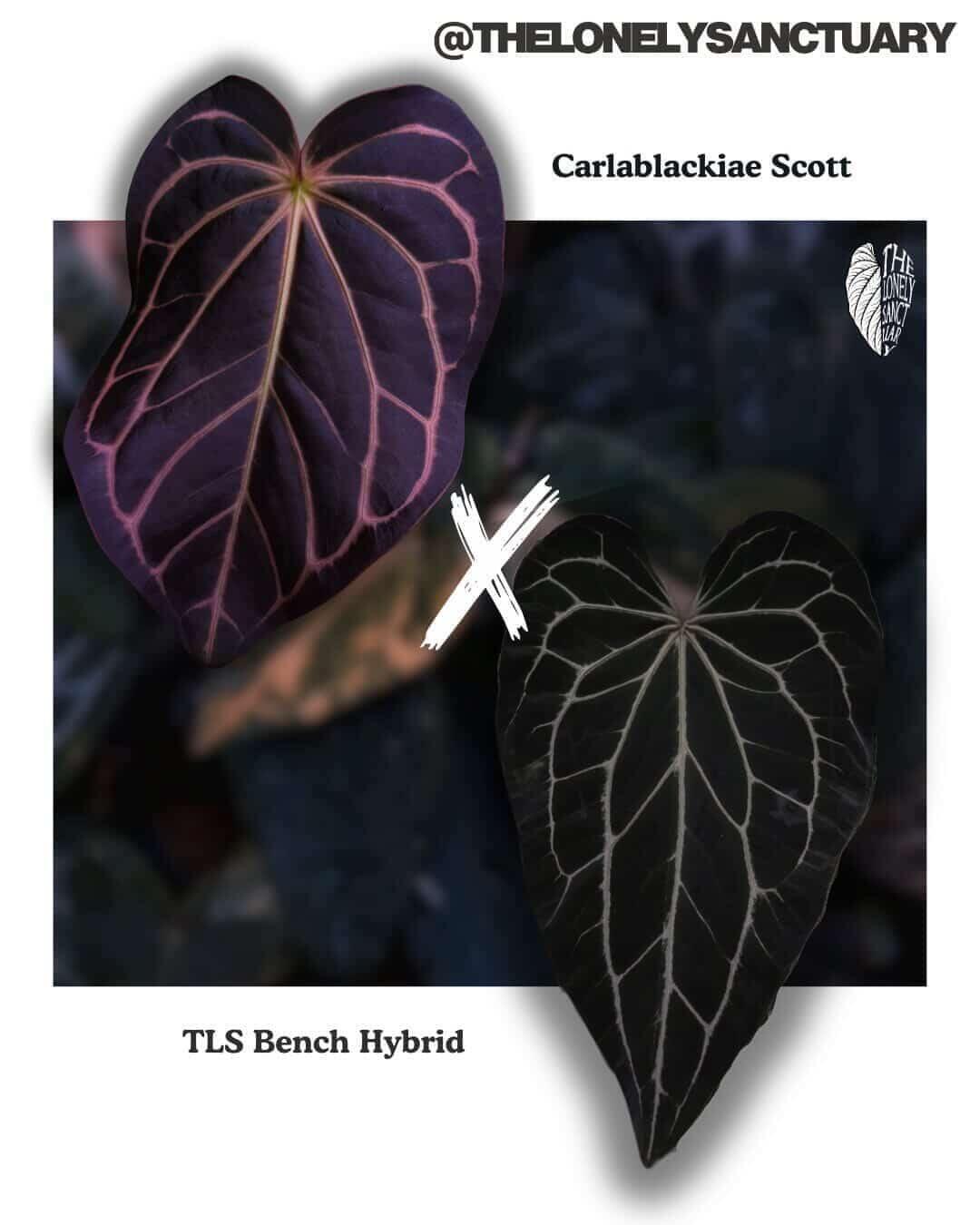 Parent plants