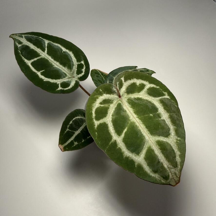 Plant C