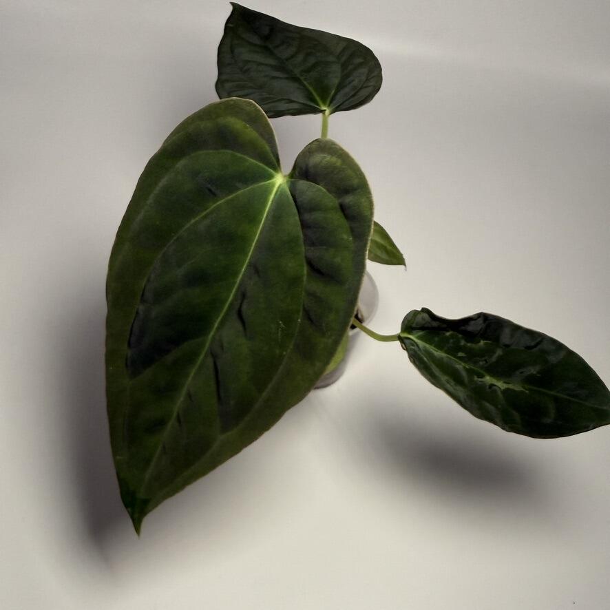 Plant C