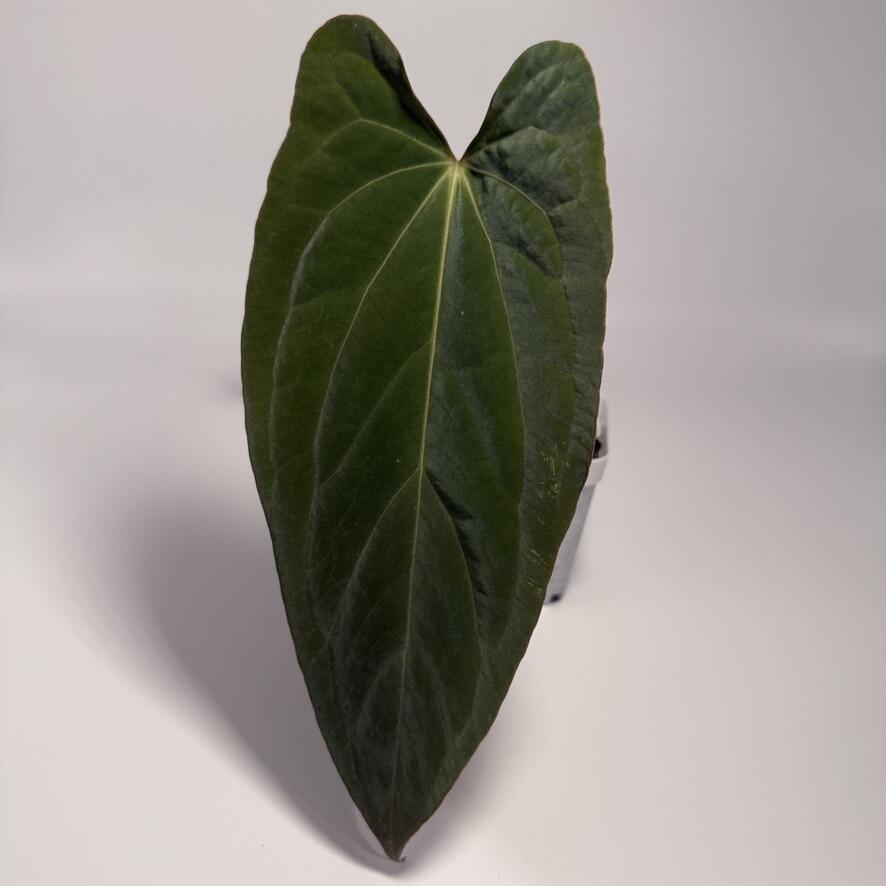Plant for sale