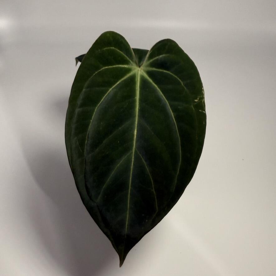 Plant for sale