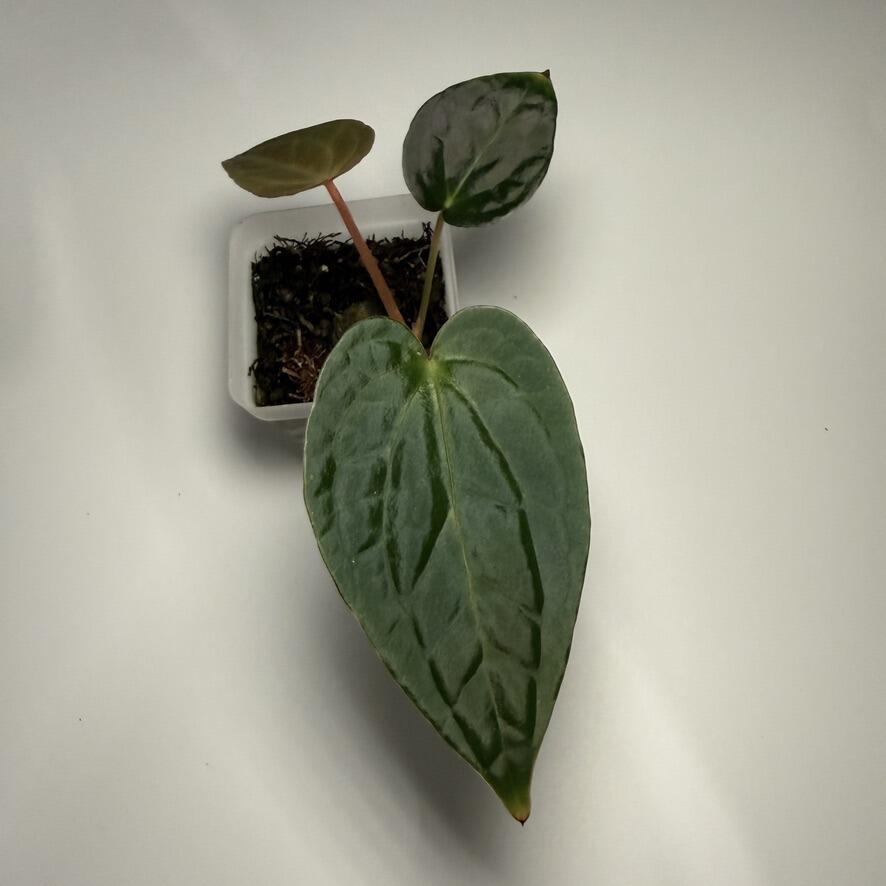 Plant for sale