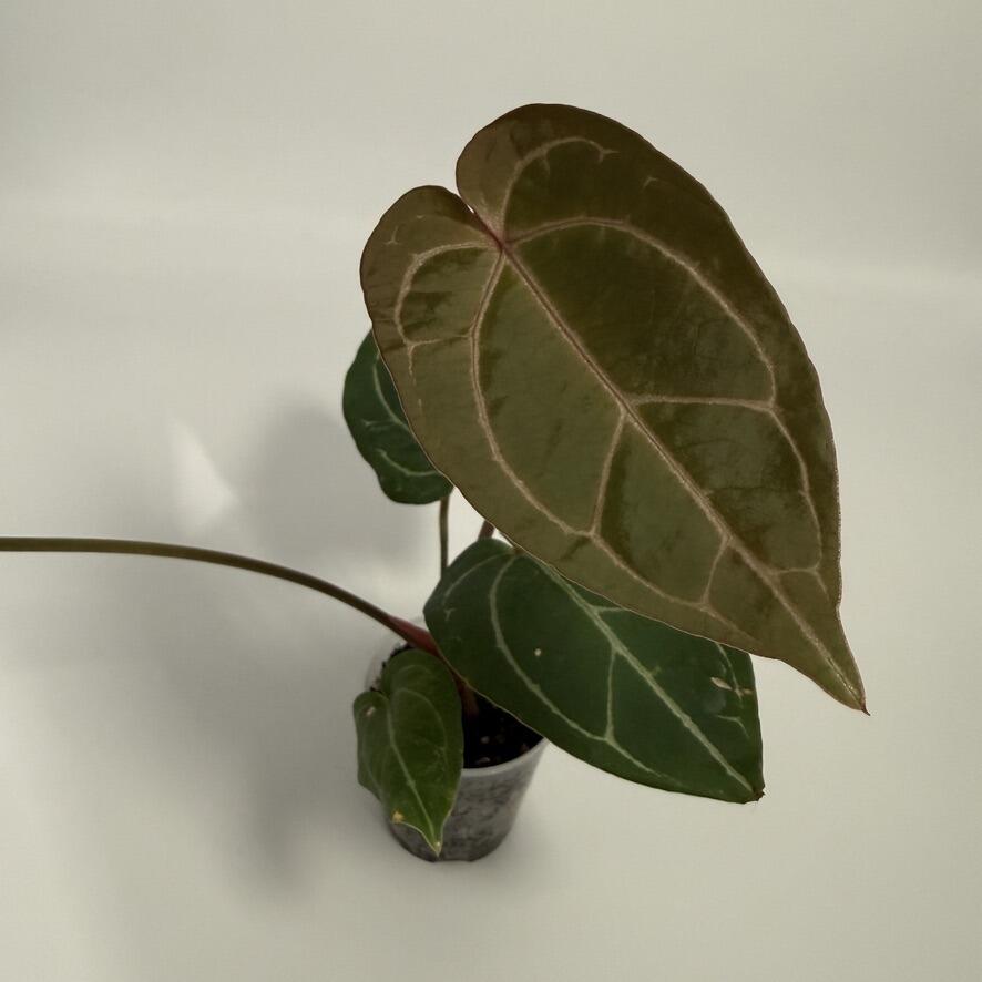 Plant D