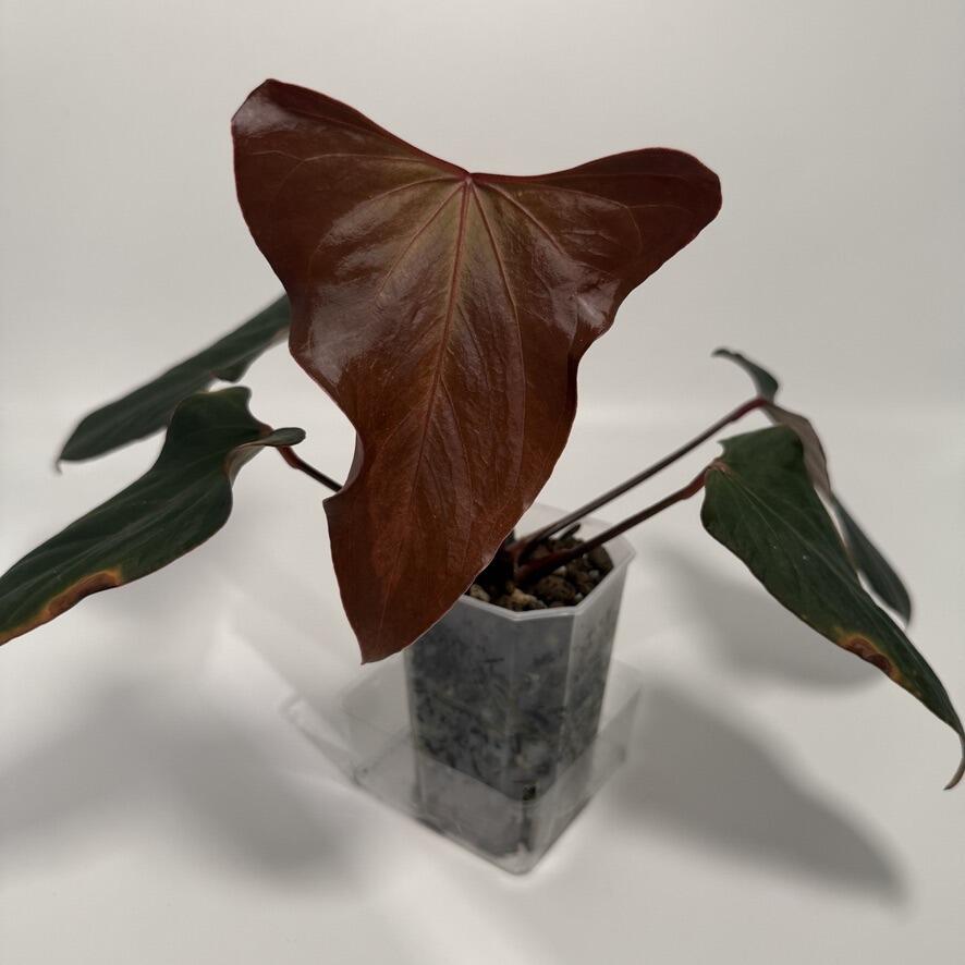 Mother plant (NFS)