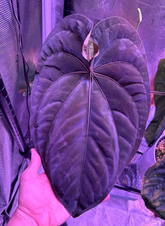 Mama plant