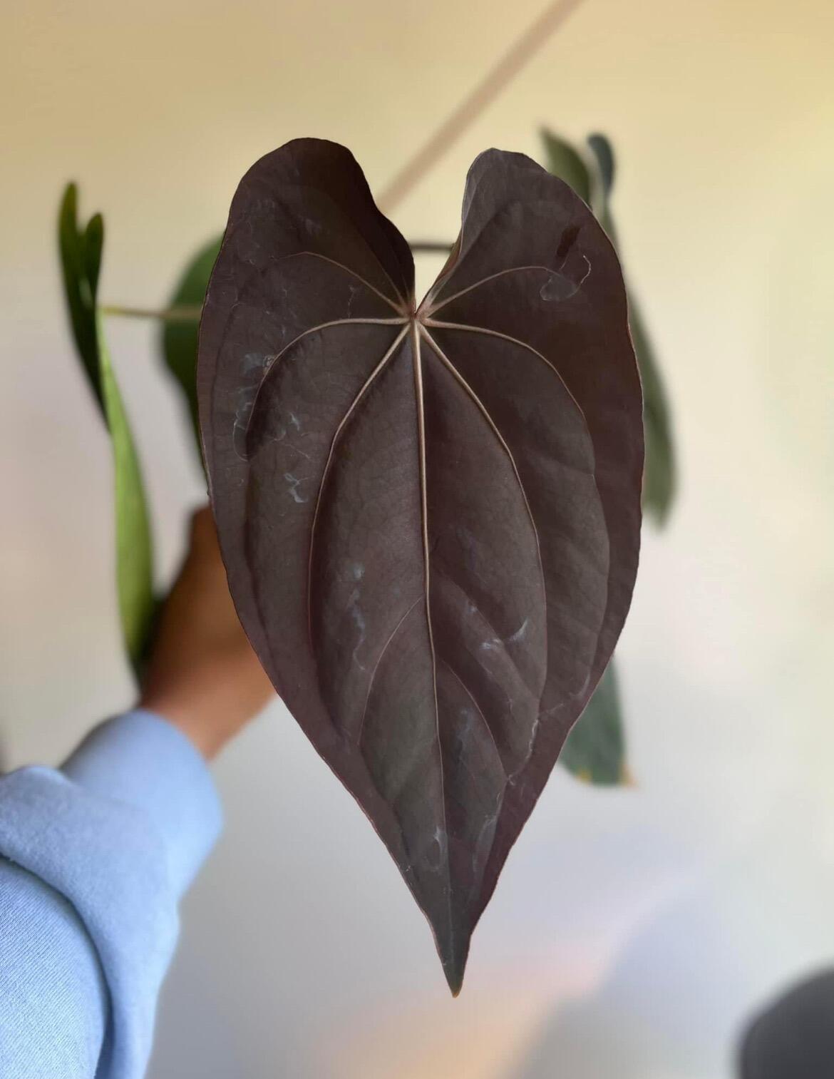 Seed parent