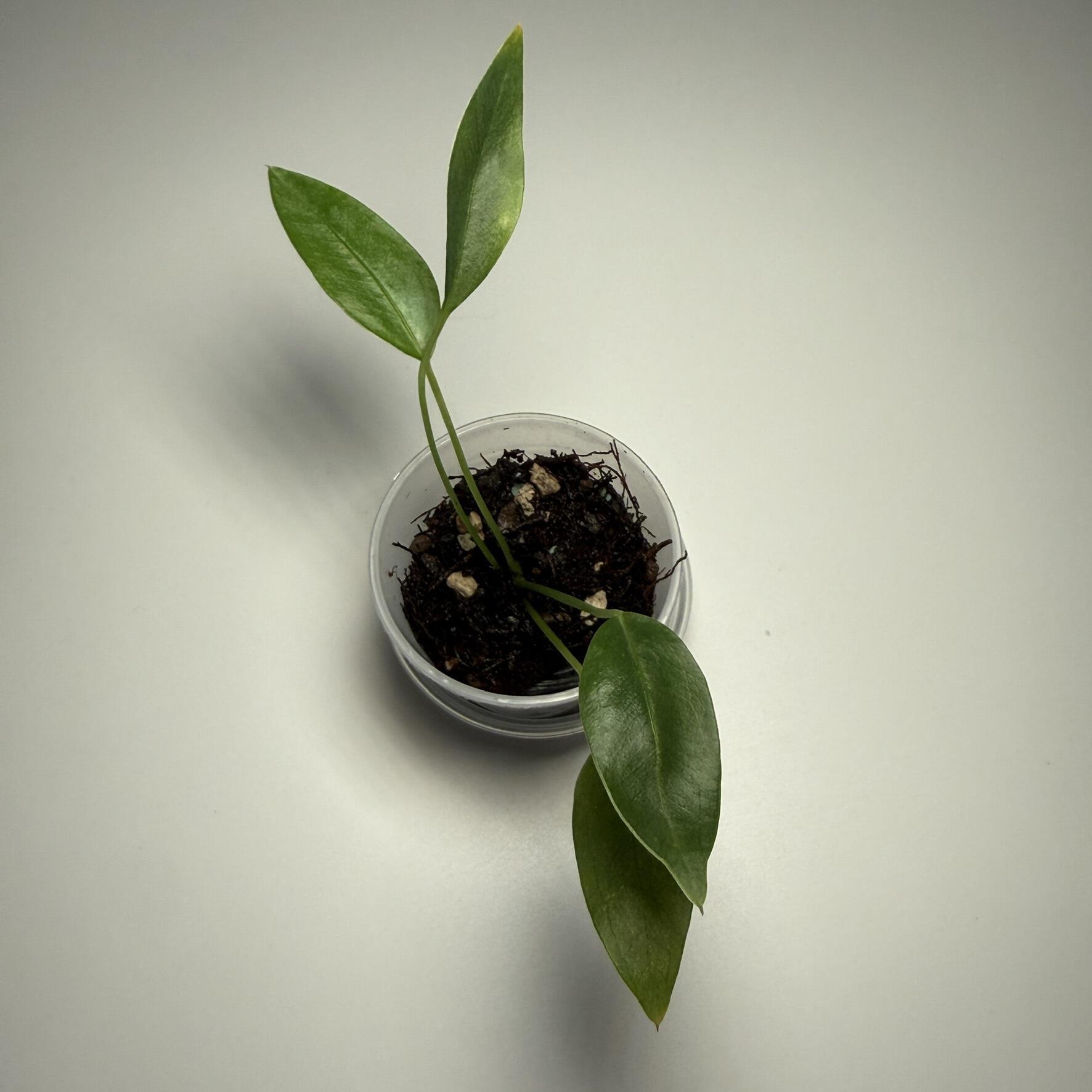 Example grower's choice seedling for sale