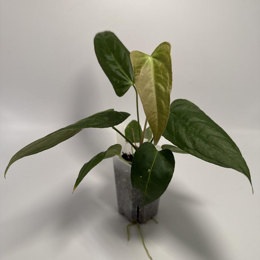 Plant C