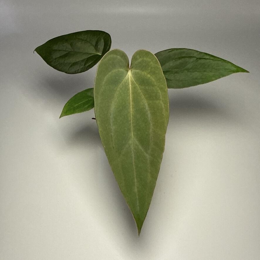 Plant C