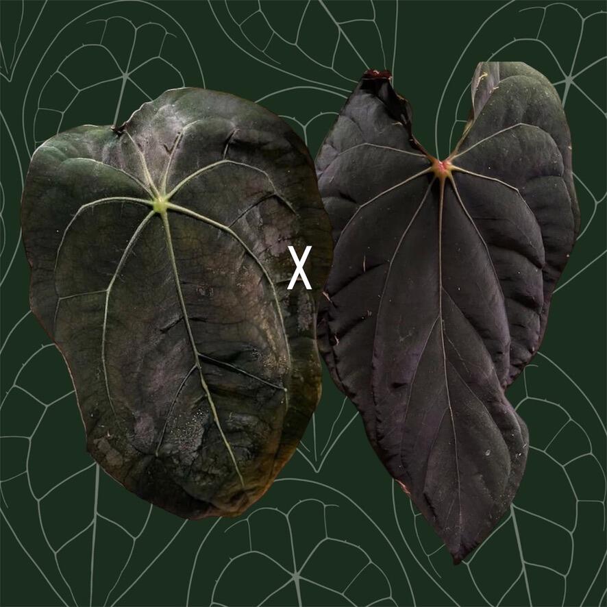 Parent plants
