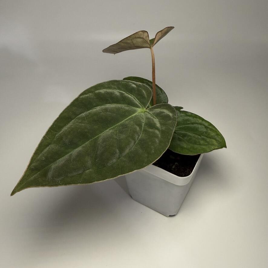 Plant for sale