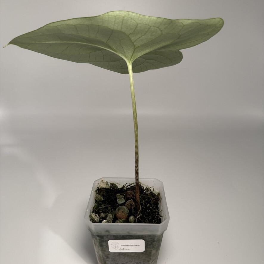 Plant for sale