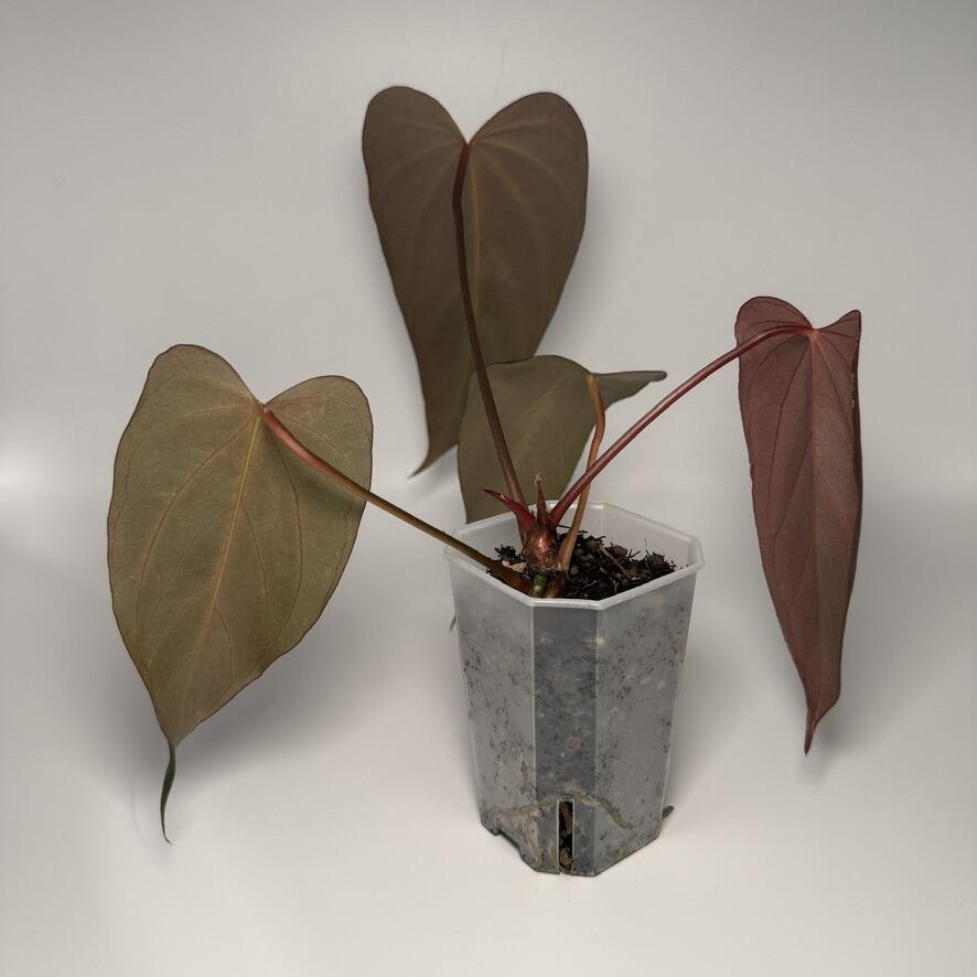Plant for sale