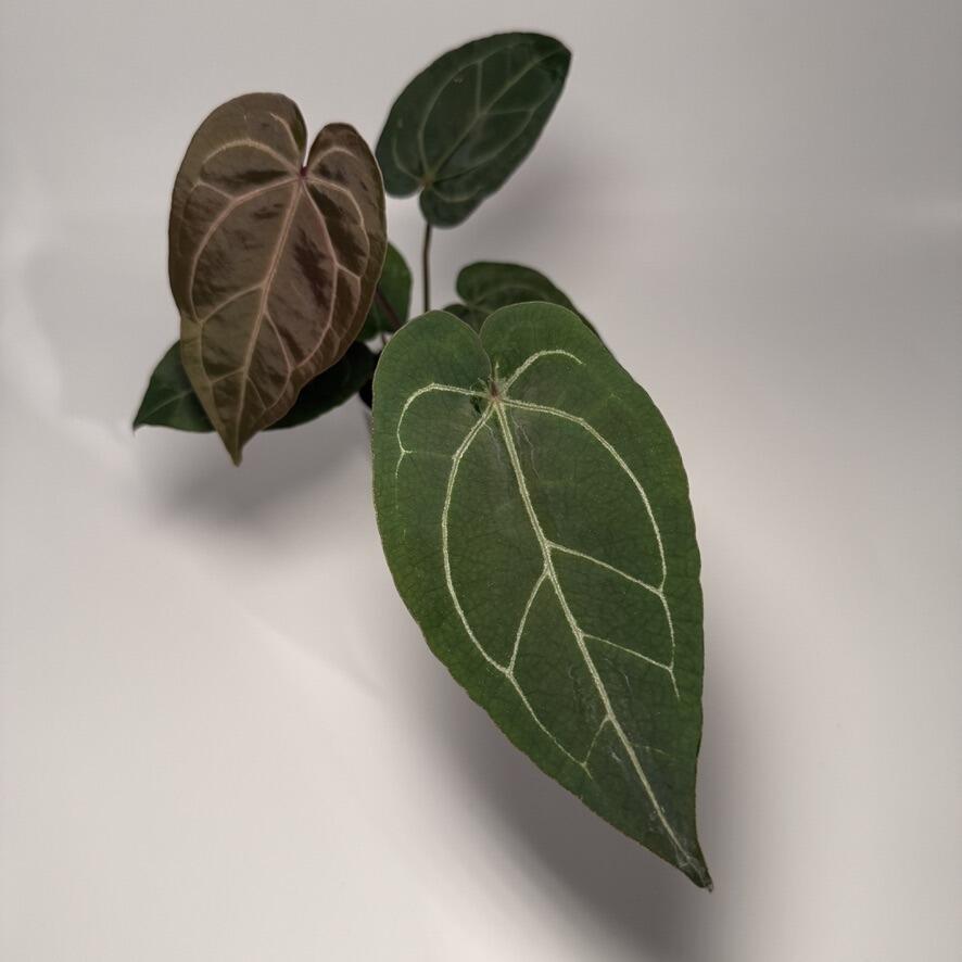 Plant C
