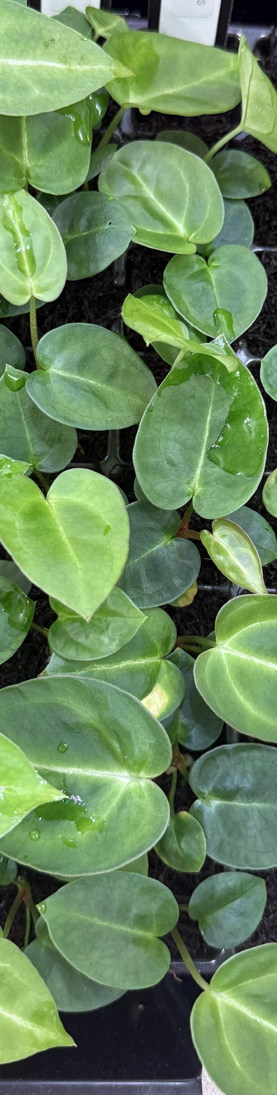 Grower's choice seedlings for sale