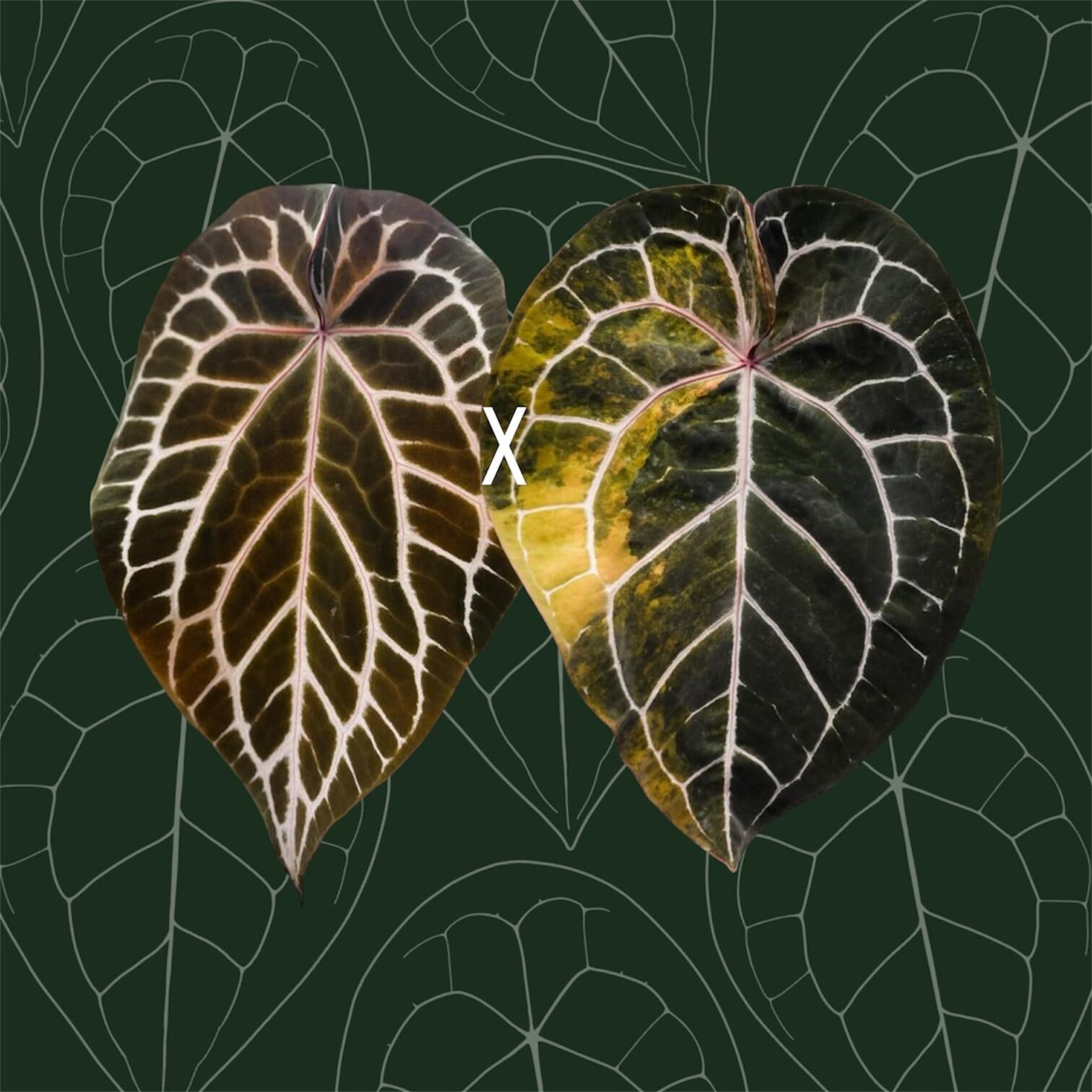 Parent plants