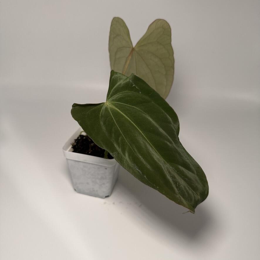 Plant for sale