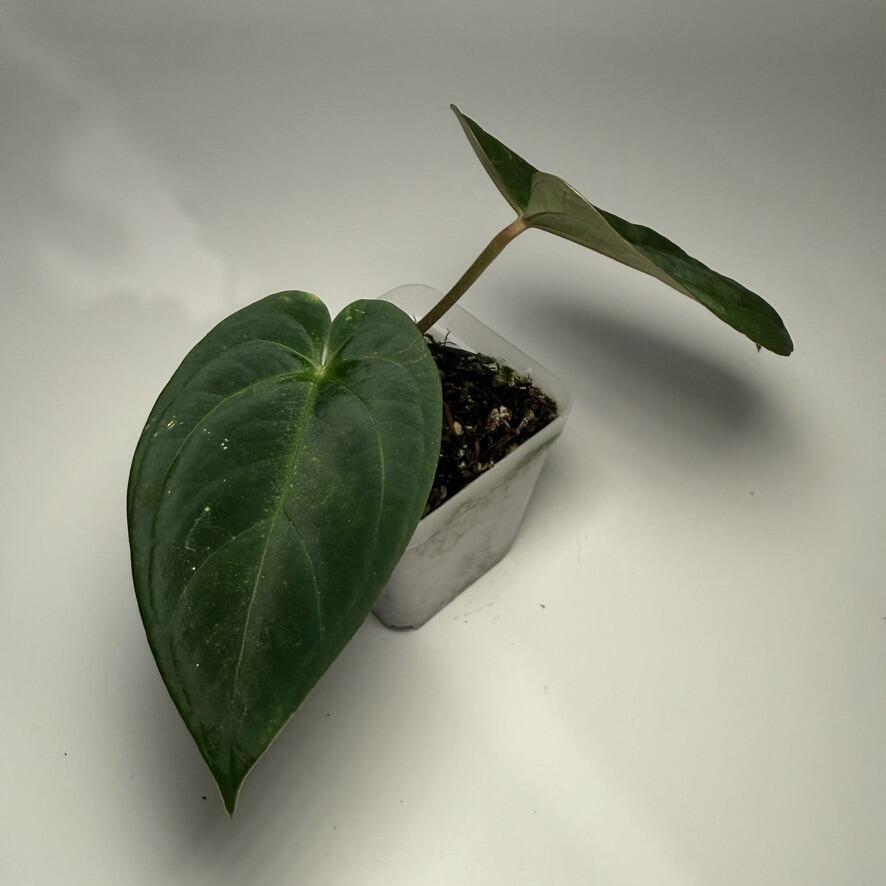 Plant for sale