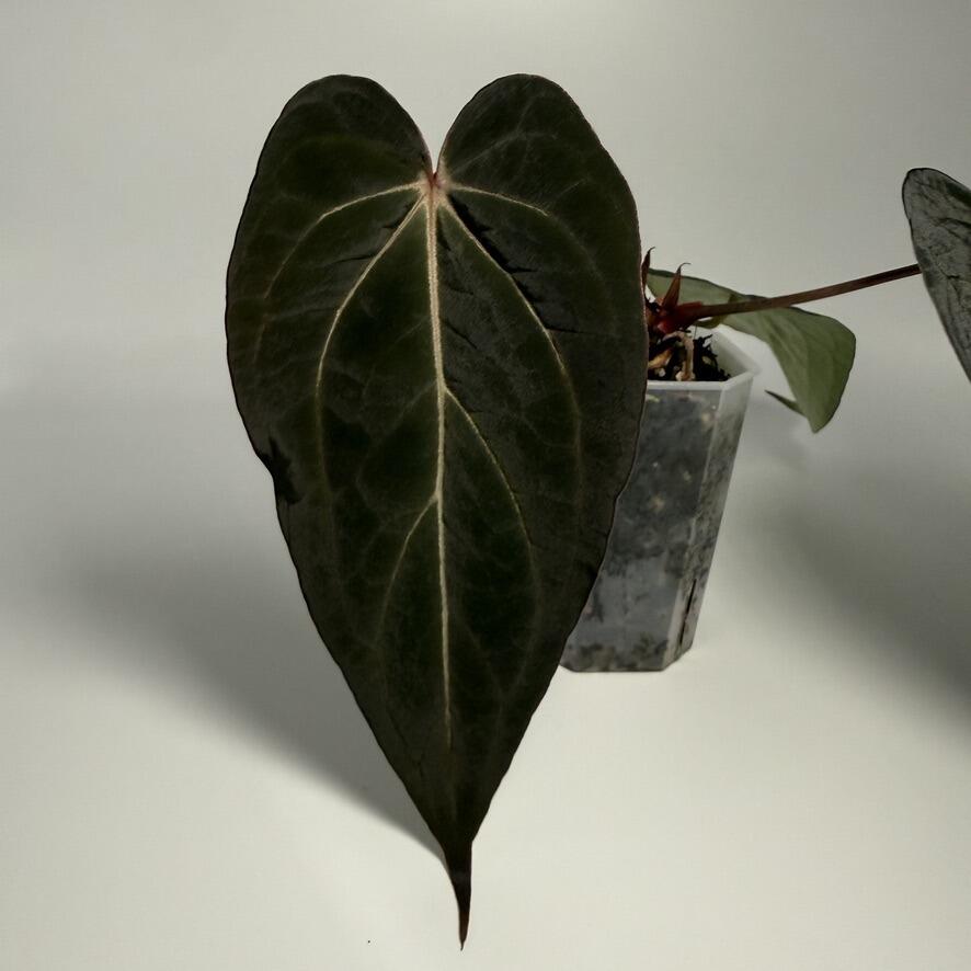 Plant A
