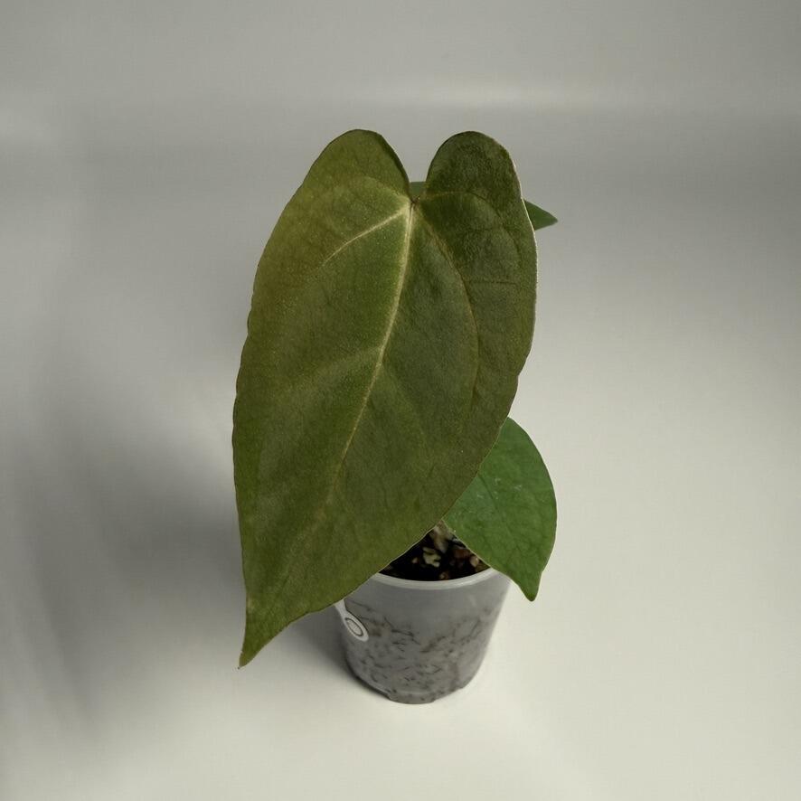 Plant D