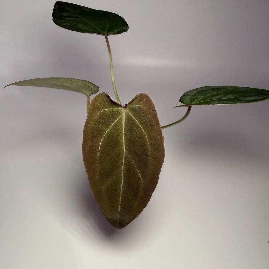 Plant G