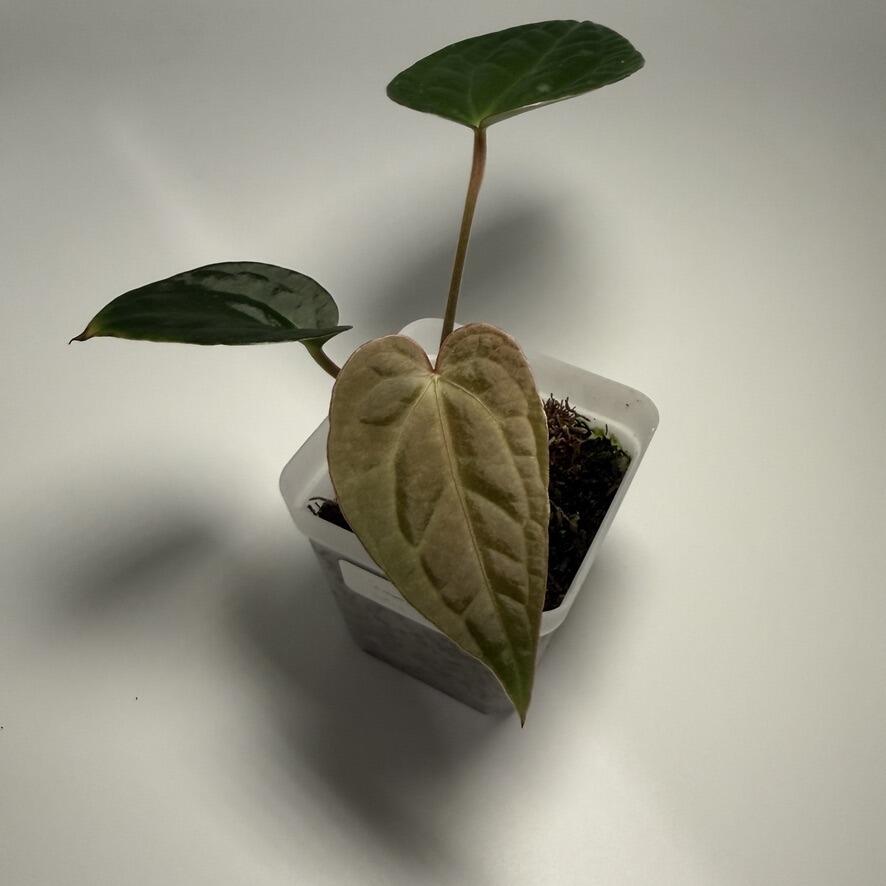 Plant for sale