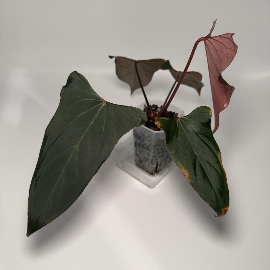 Mother plant (NFS)