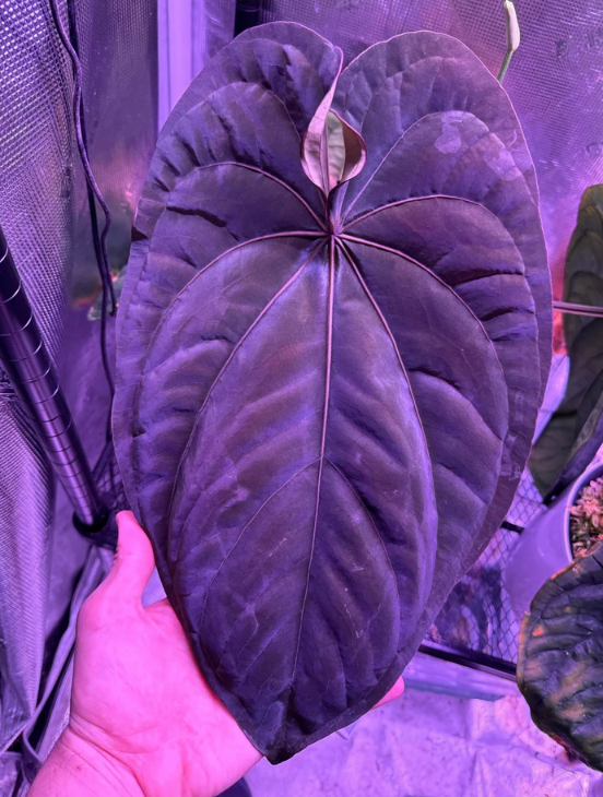 Seed parent
