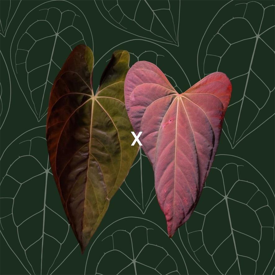 Parent plants