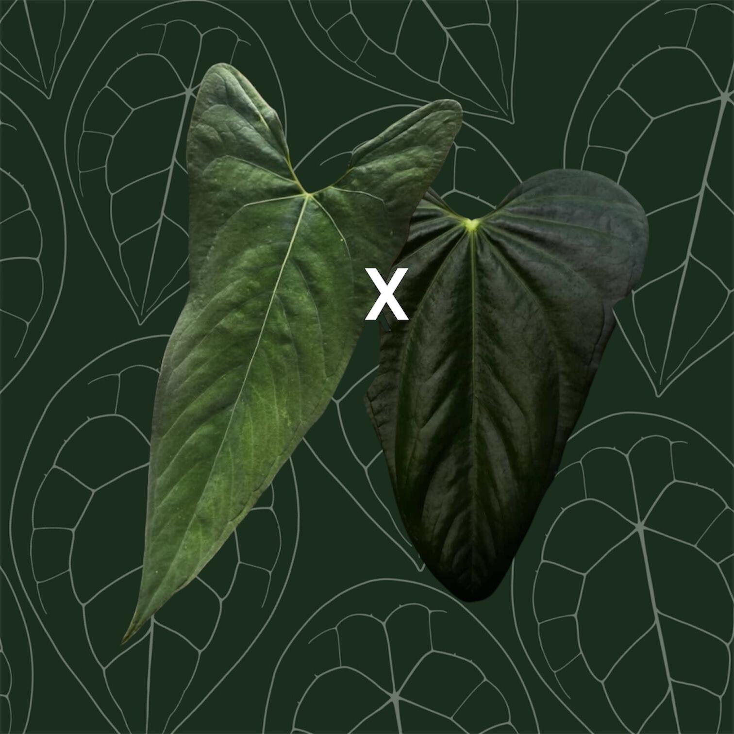 Parent plants