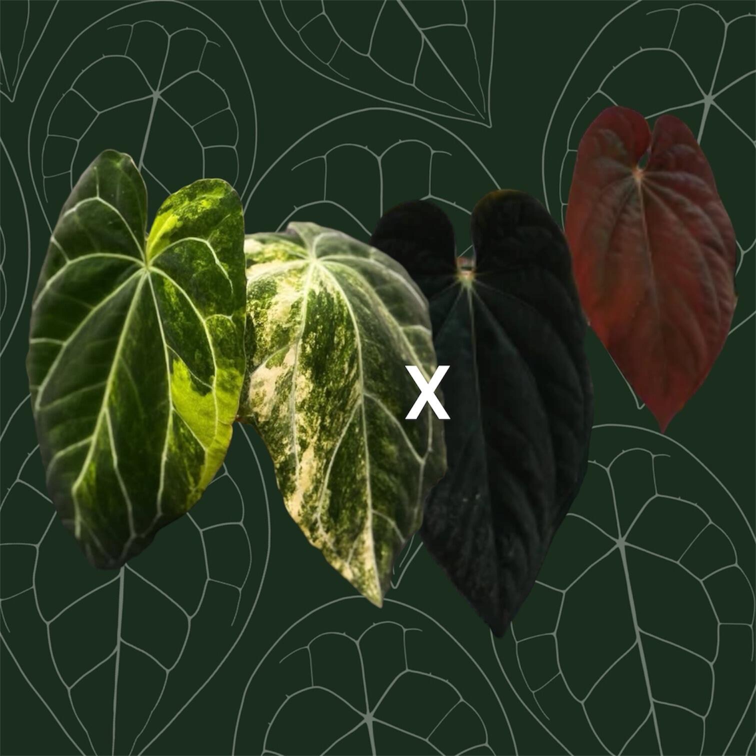 Parent plants