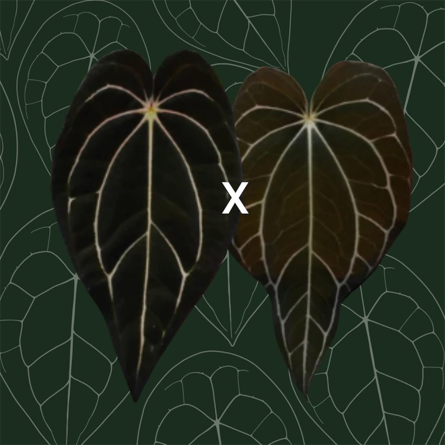 Parent plants