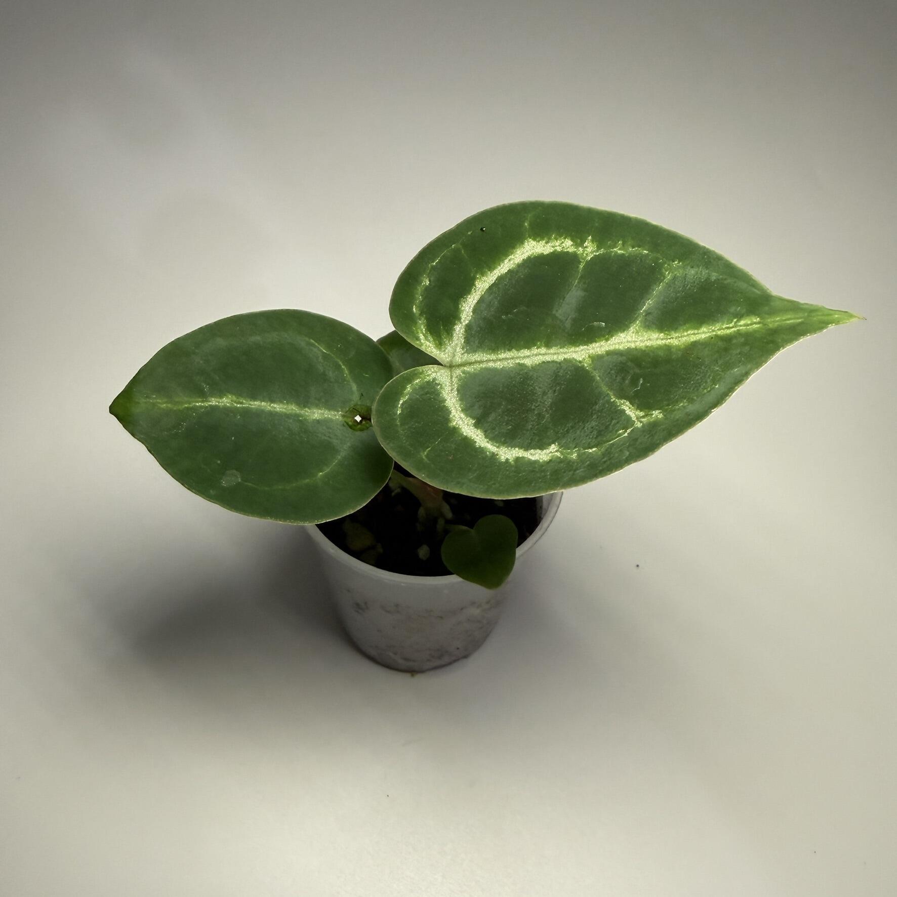 Plant C