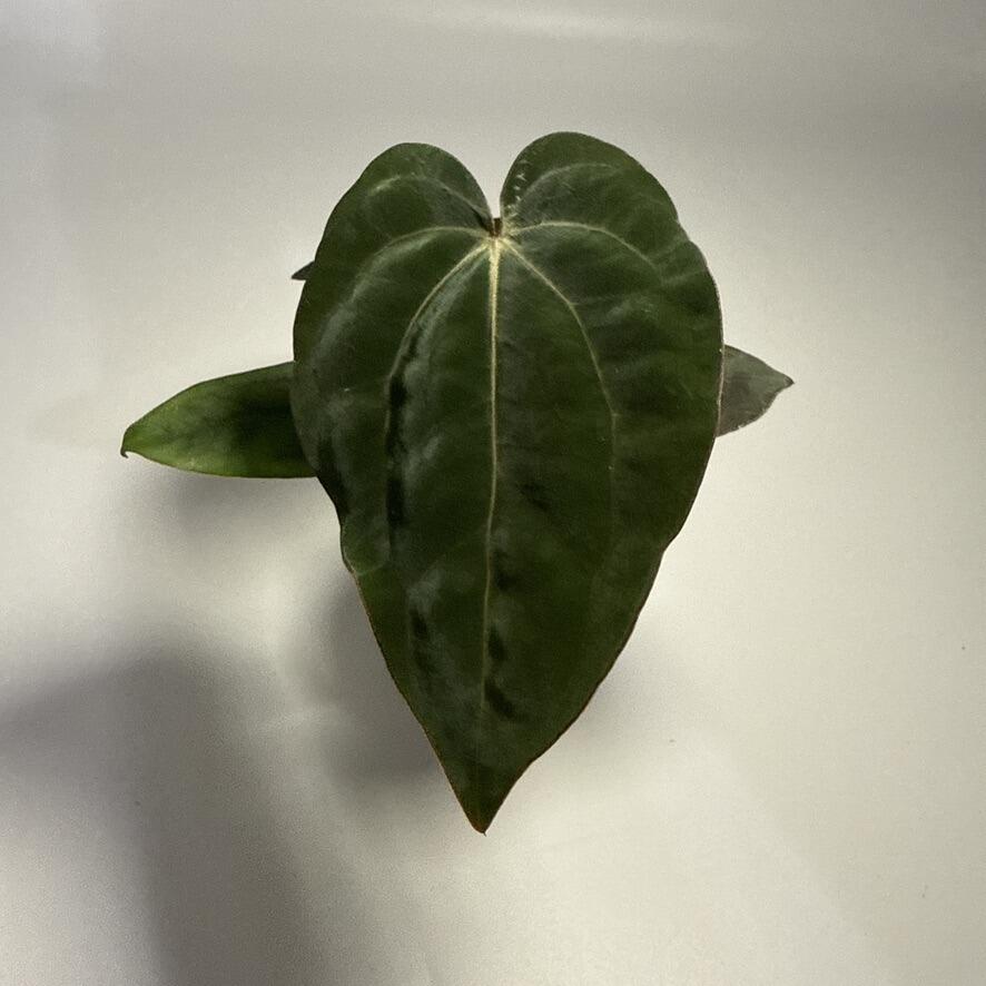 Plant C