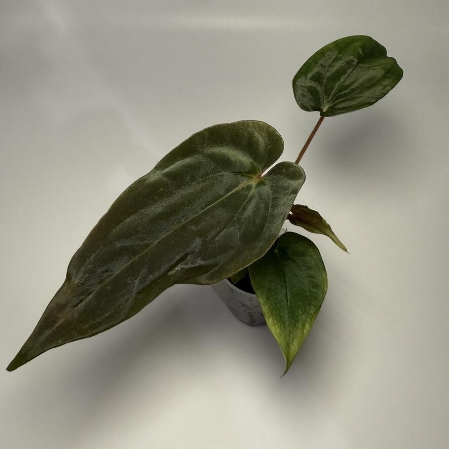 Plant D