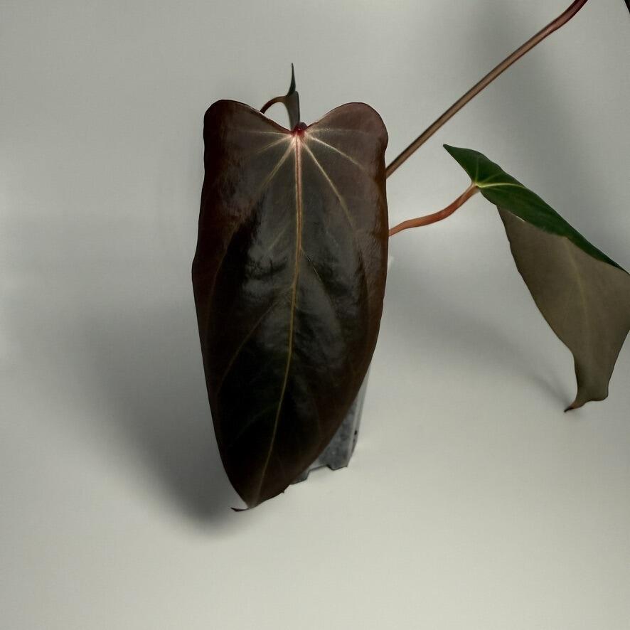 Plant for sale