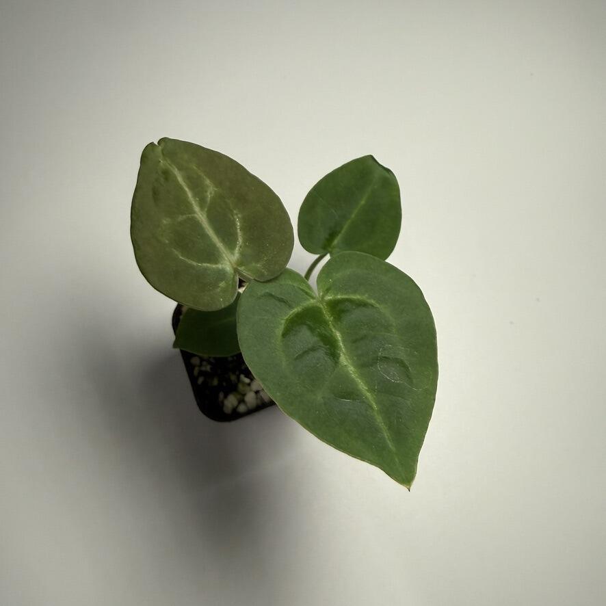 Plant A