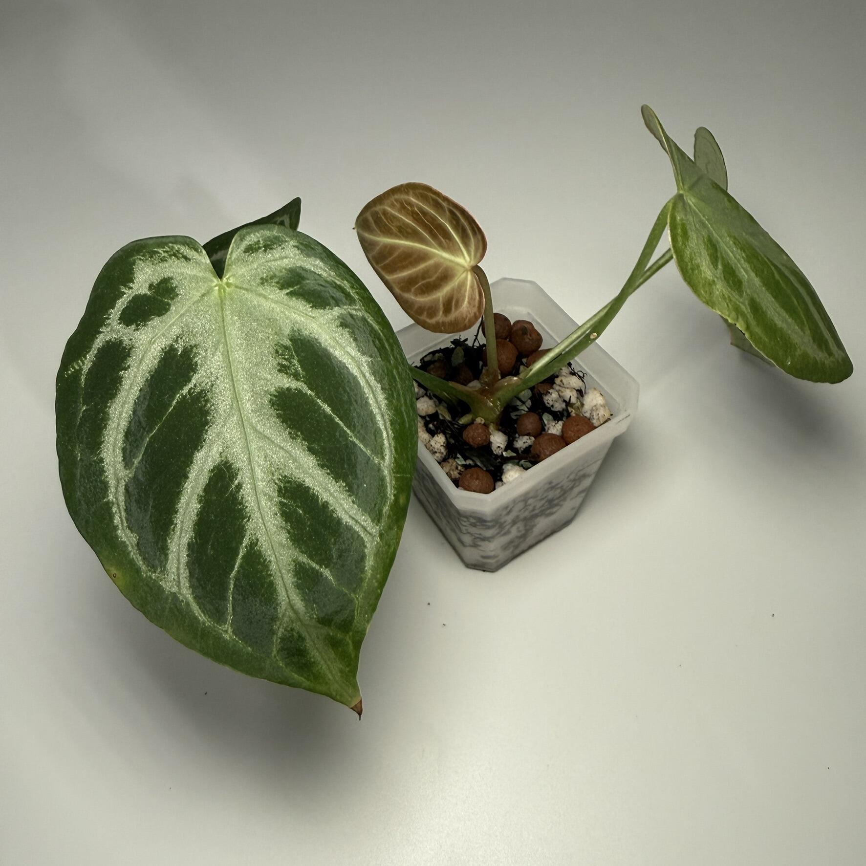 Plant for sale
