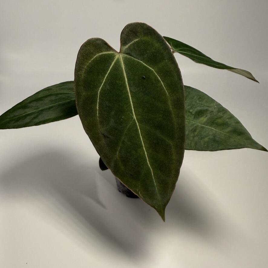 Plant H