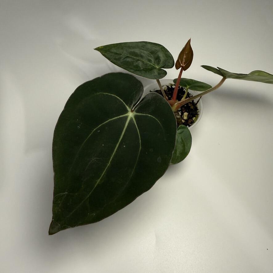 Plant D