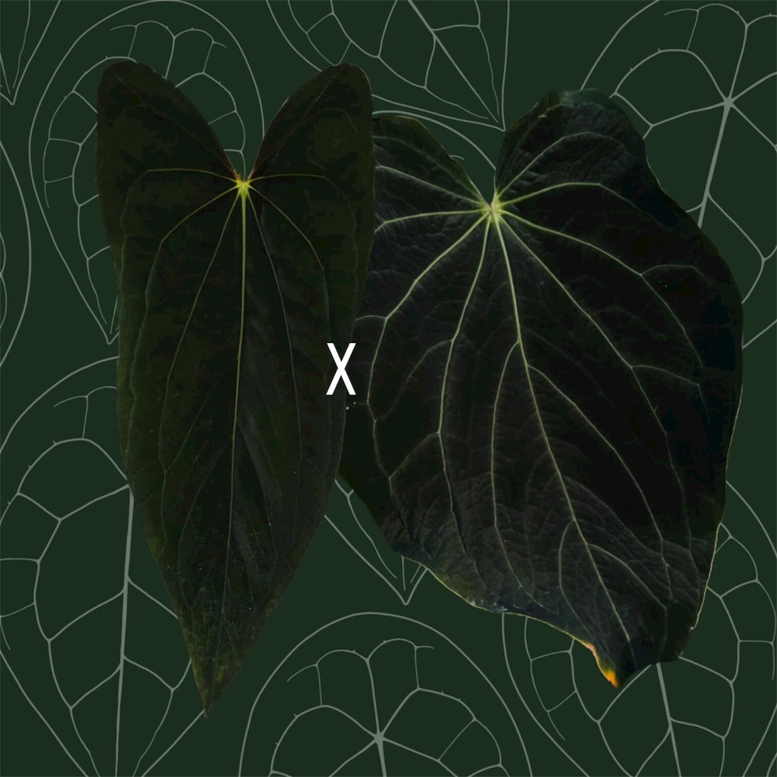 Parent plants