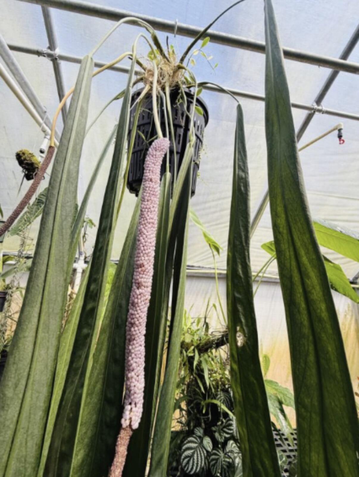 Mother plants