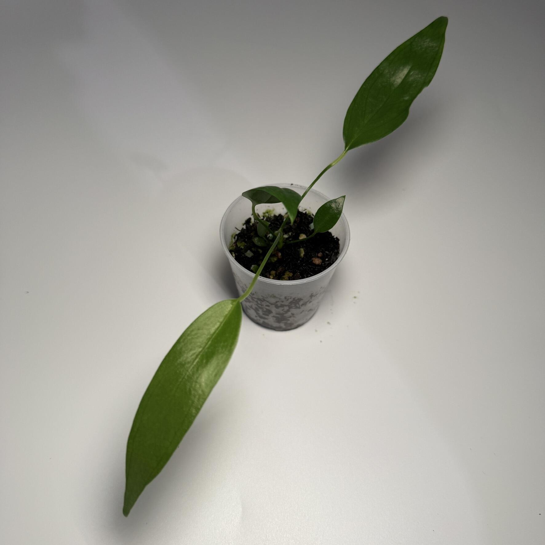 Plant G