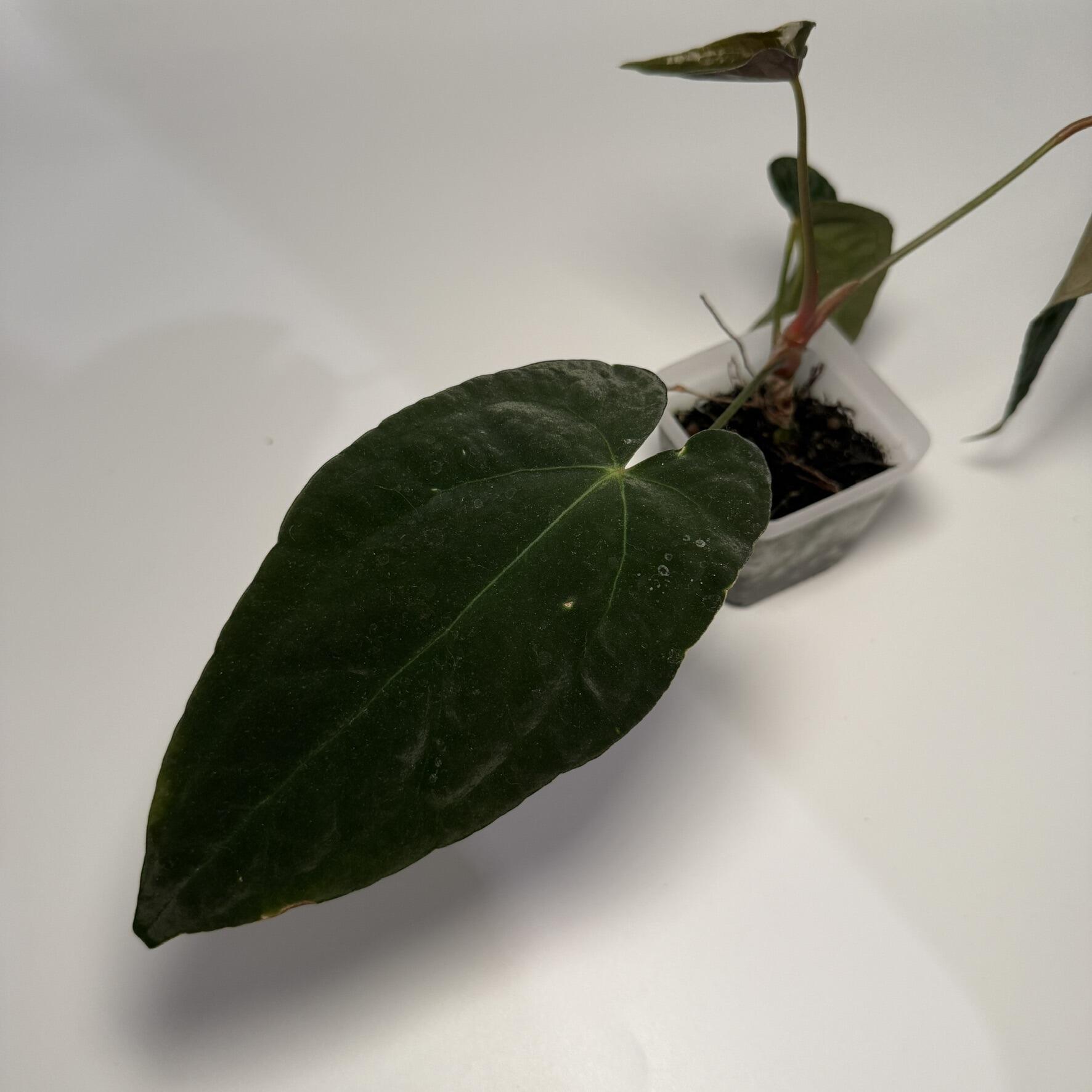 Plant for sale