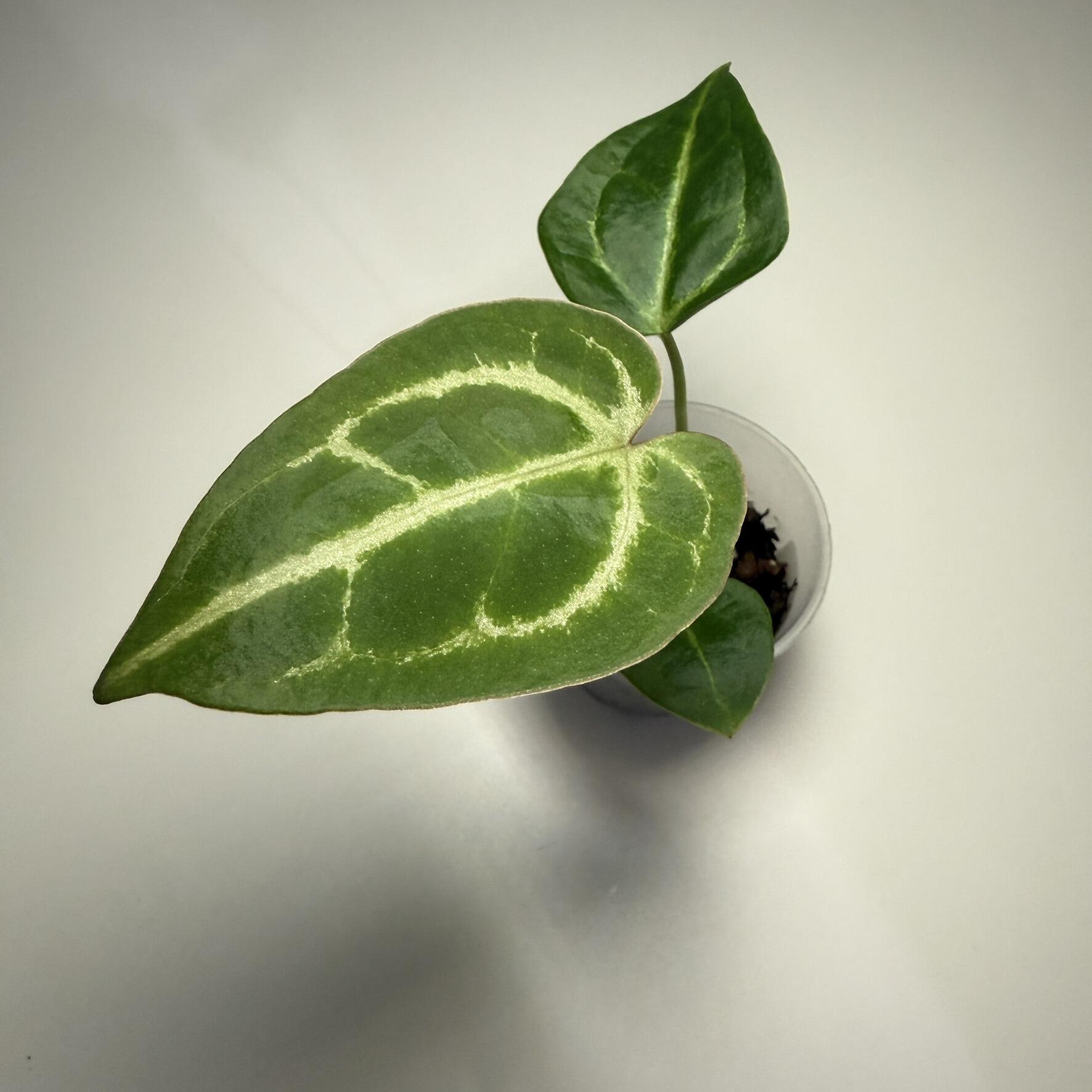 Plant D