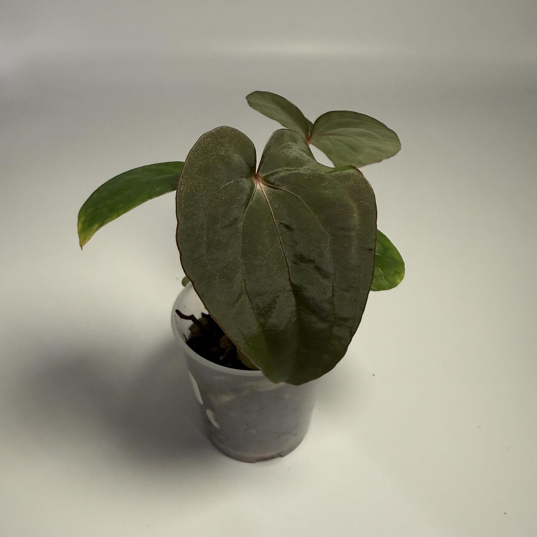 Plant A