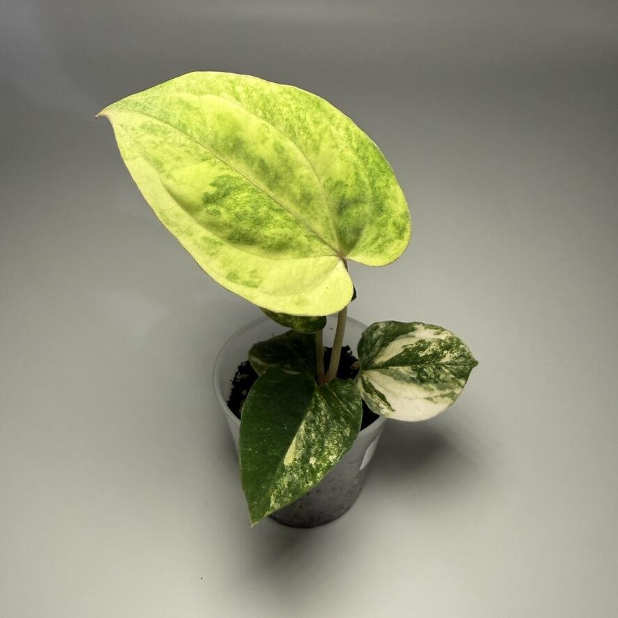 Plant E